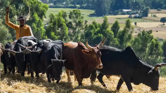 Aethiopien landwirtschaft 2