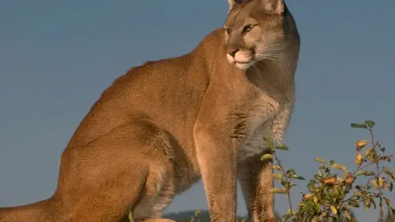 Puma