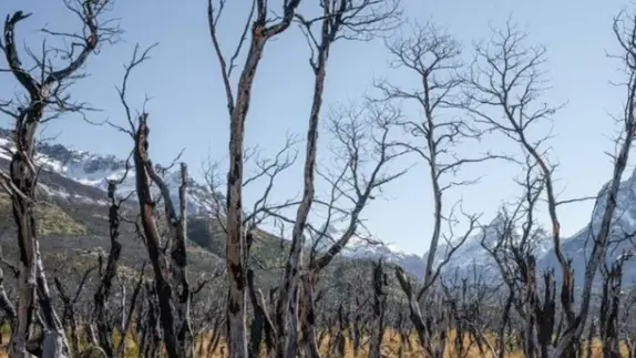Waldbrand Argentinien