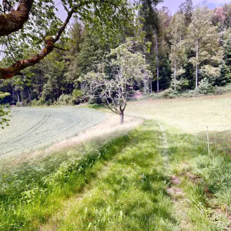 Virtueller spaziergang am wald